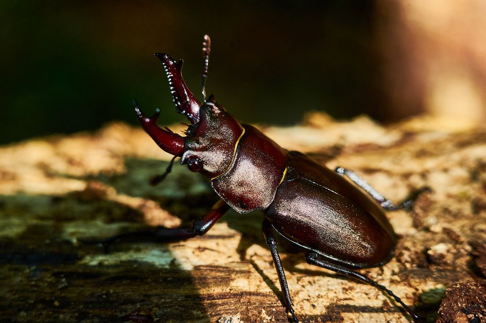 Photograph by Неман Лариса