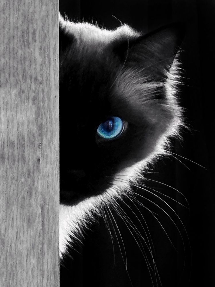 Фотография автора Дарья Викторова