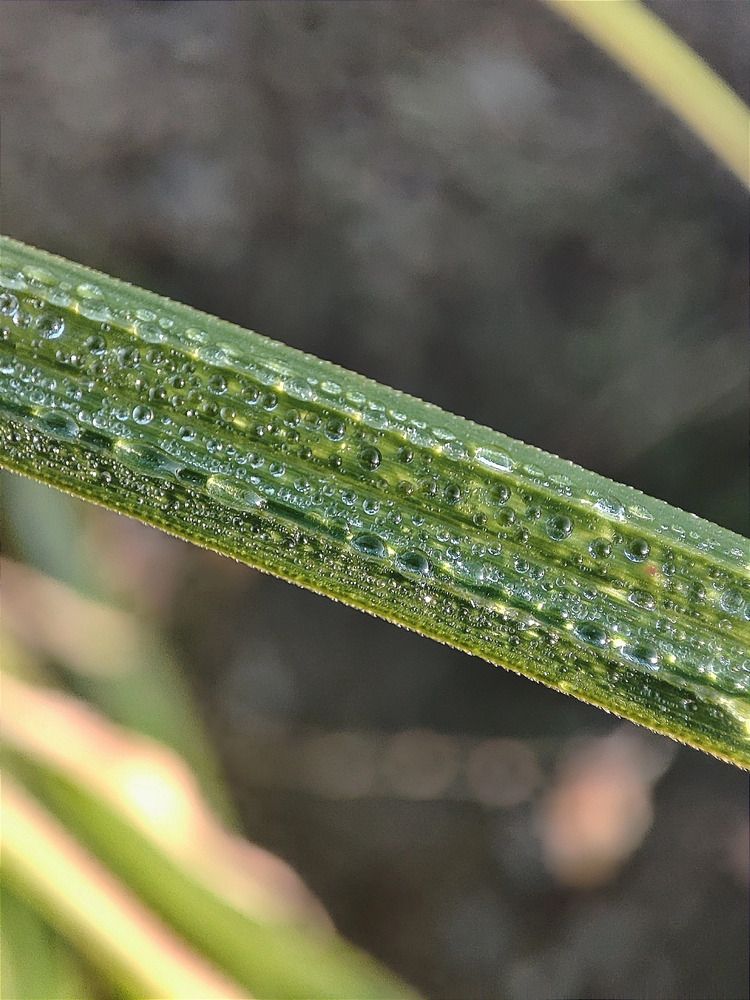 Photograph by Арина Черникова