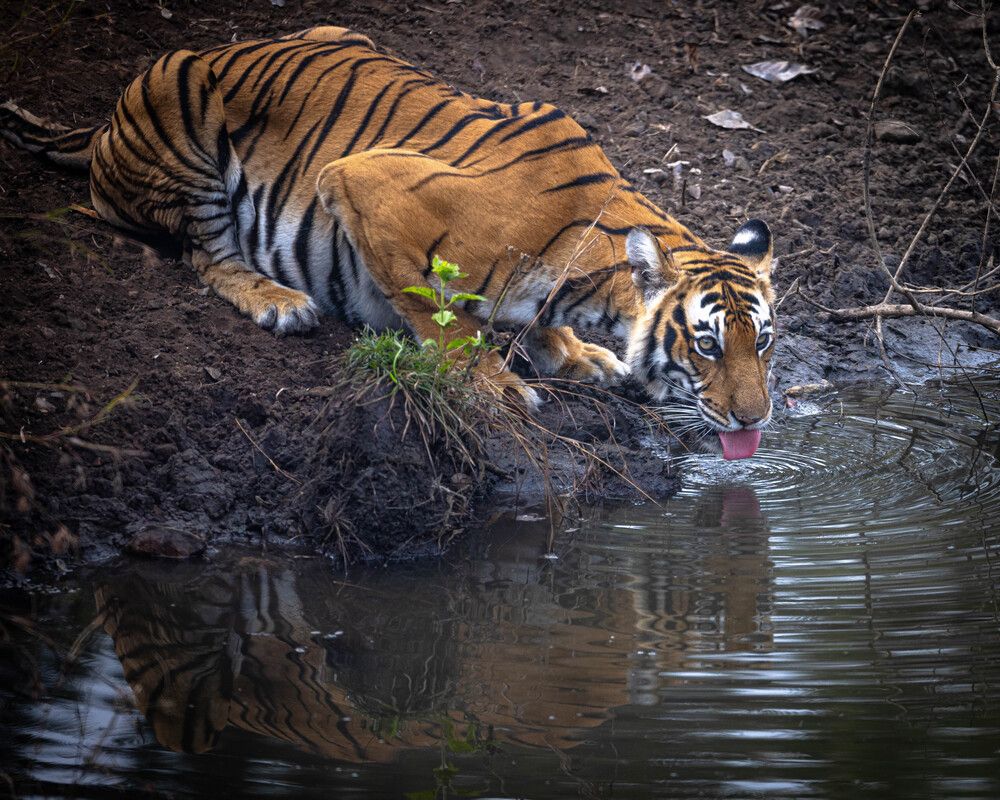 Photograph by Shiva Kumar. R