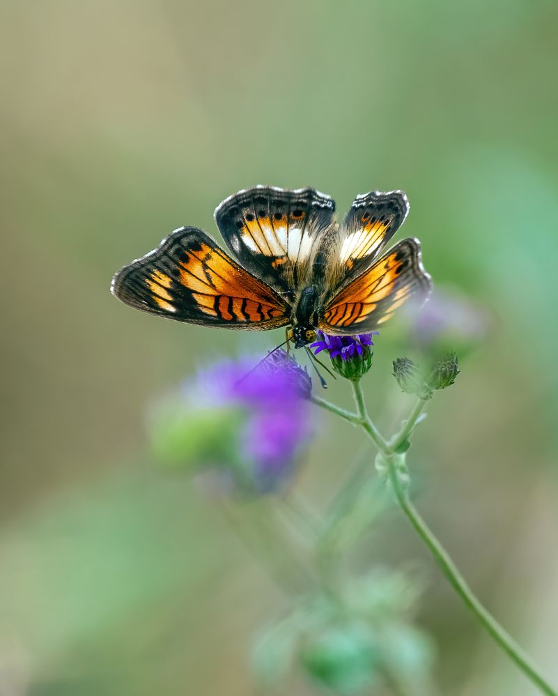 Фотография автора Sajeev Krishnan