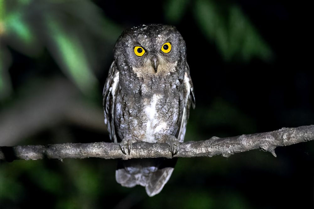 Фотография автора Гурьевских Евгений