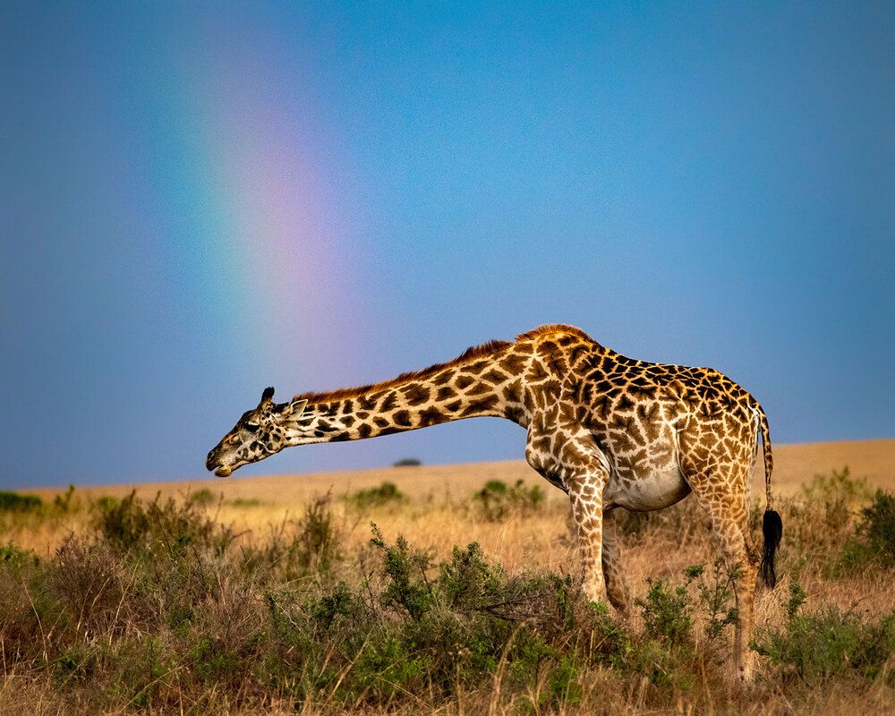 Photograph by Asis Ray