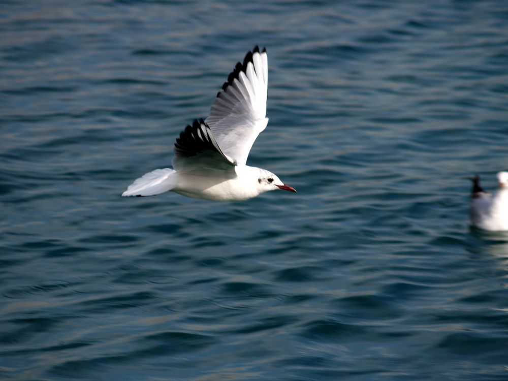 Photograph by Abdolreza Aleagha