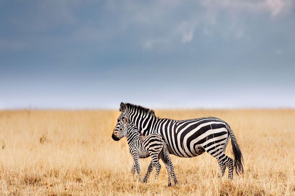 Photograph by Asis Ray