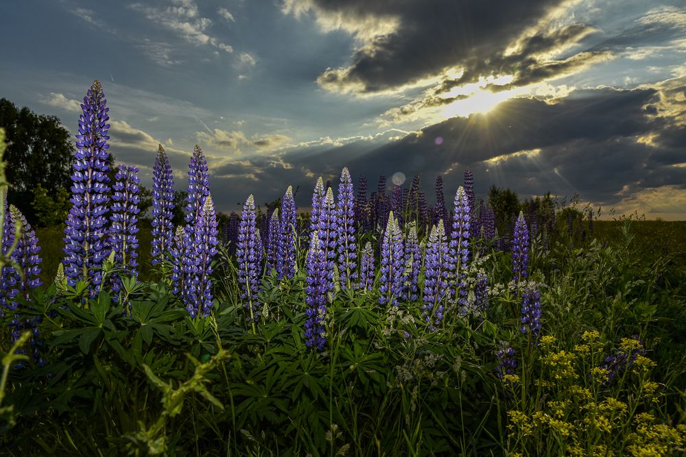 Photograph by Дмитрий Садов