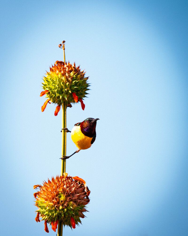 "Perched in Harmony"