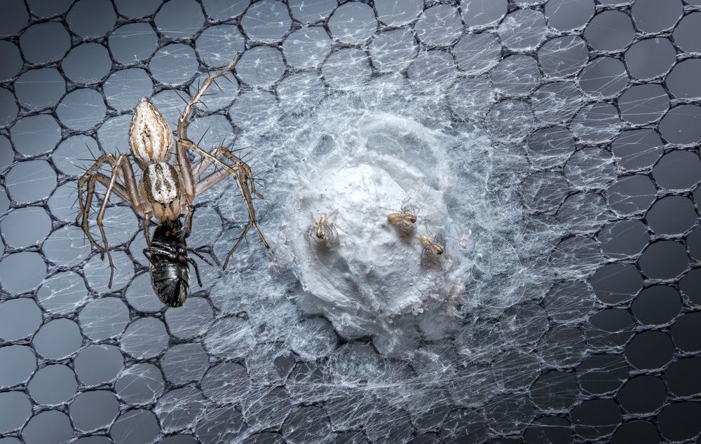 Photograph by Krisztina Mácsai