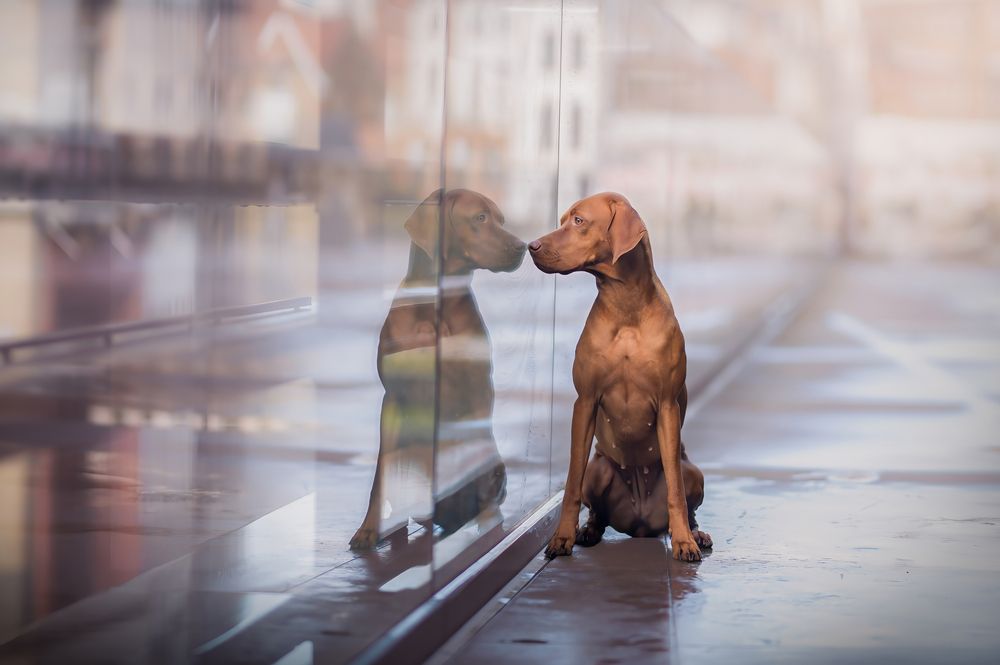 Photograph by Decoodt Els