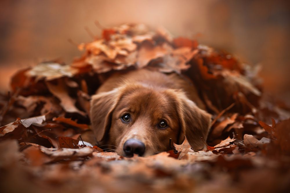 Photograph by Decoodt Els