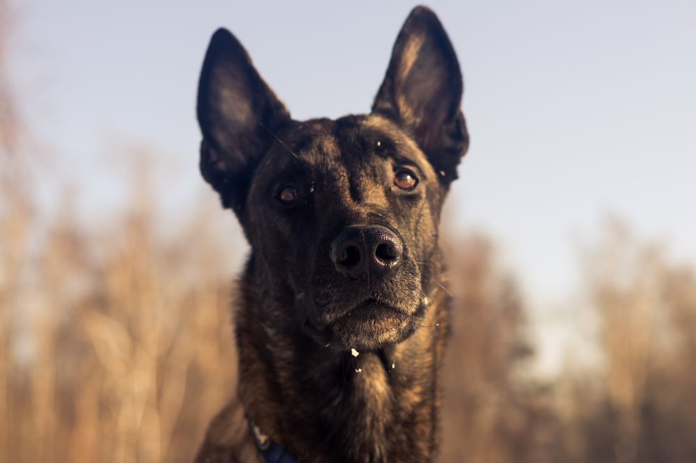 Портрет бельгийской овчарки