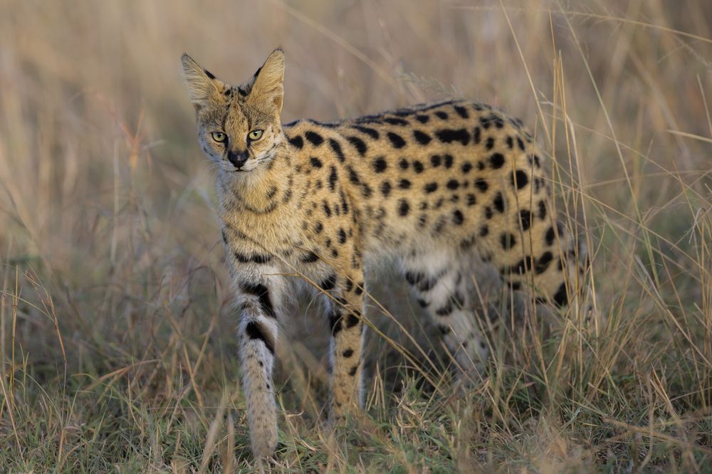 Photograph by Sai Kiran Bhagavatula