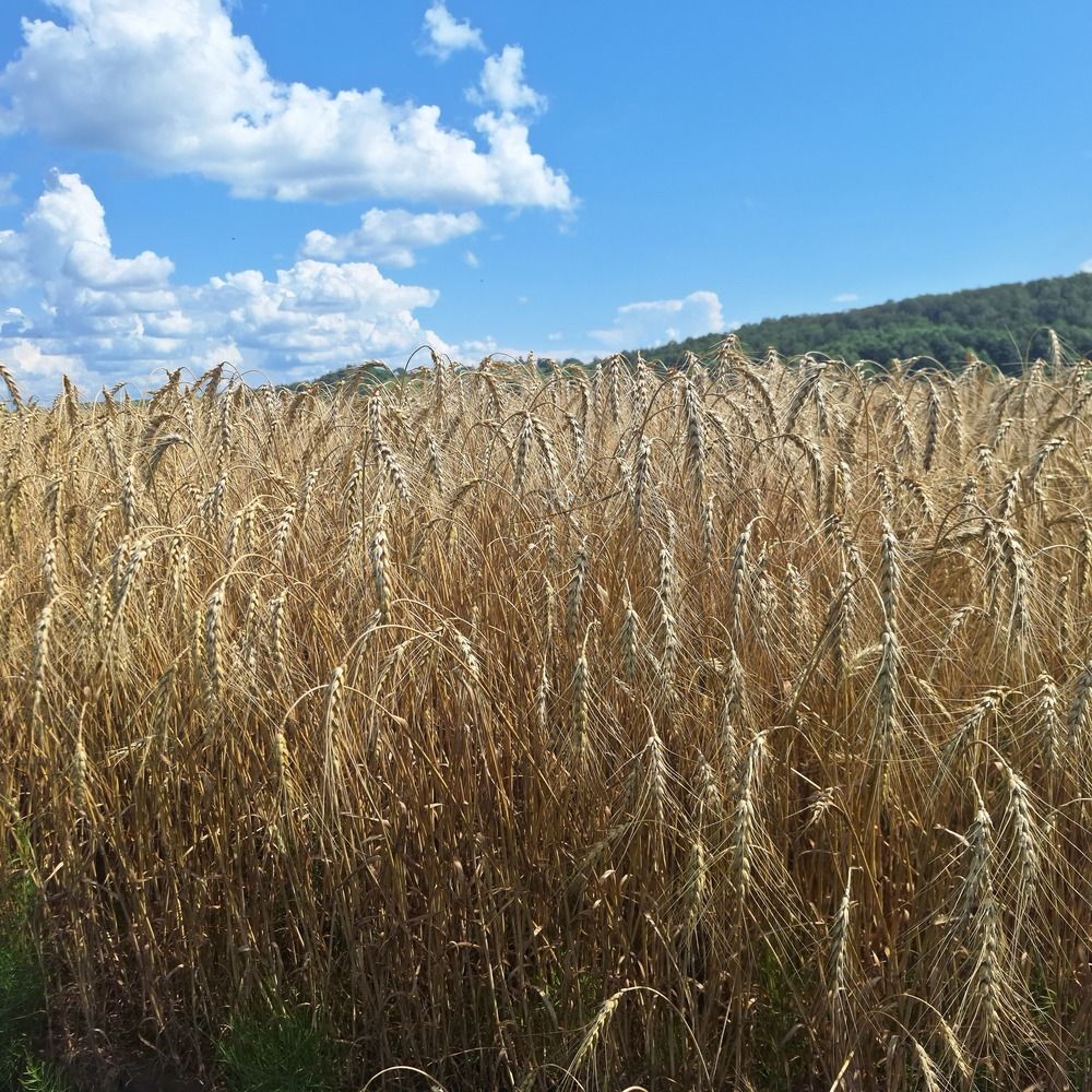 Photograph by Лилия Рыжанкова