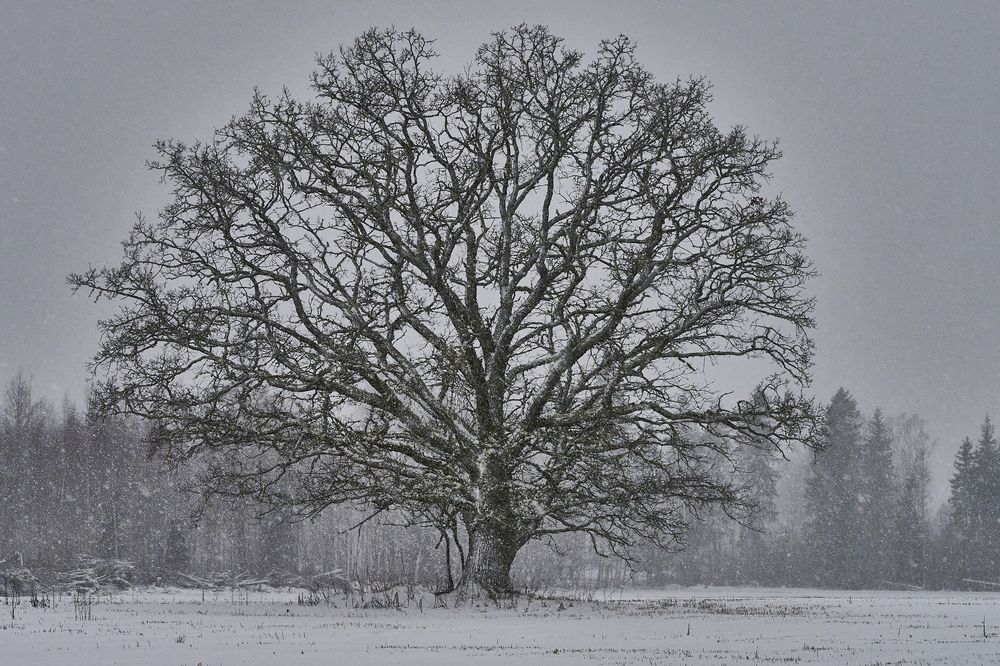 Photograph by Puum Mati