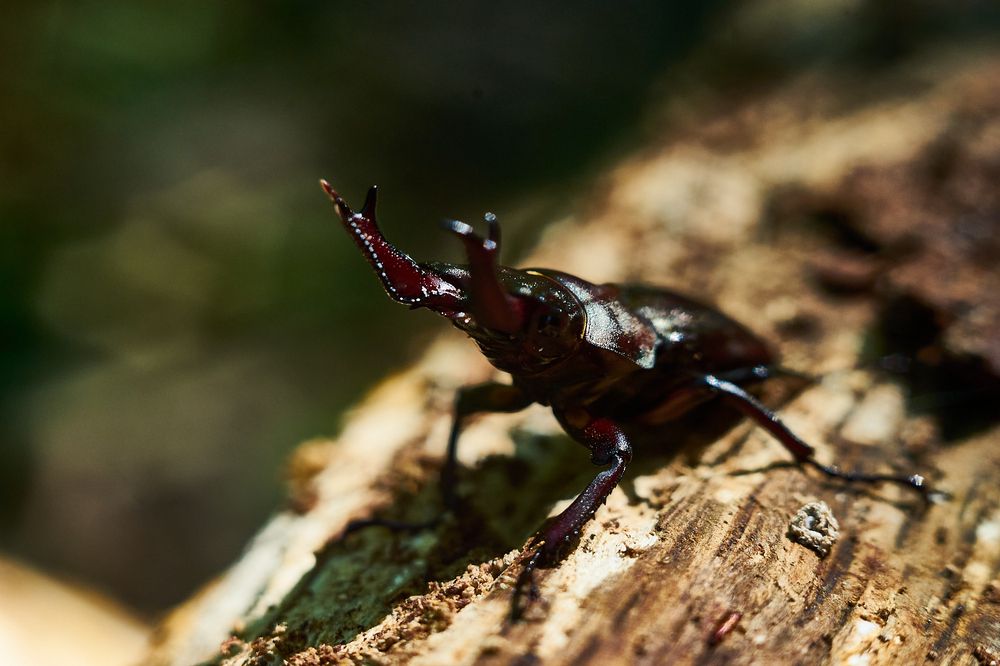 Photograph by Неман Лариса