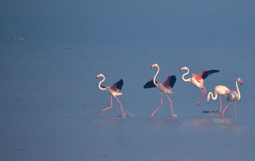 Flamingos