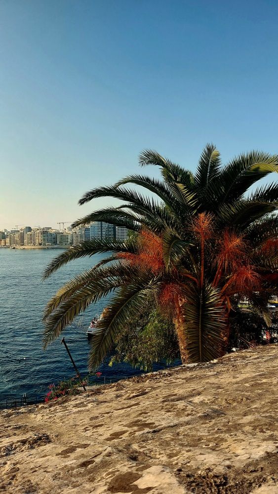 Palm tree.  Malta
