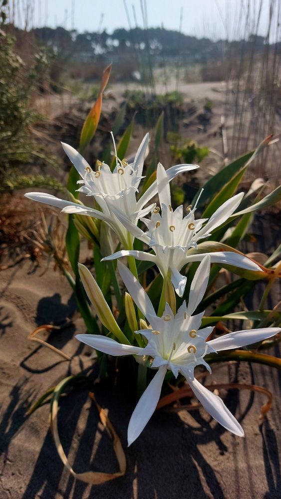 Pancratium maritium