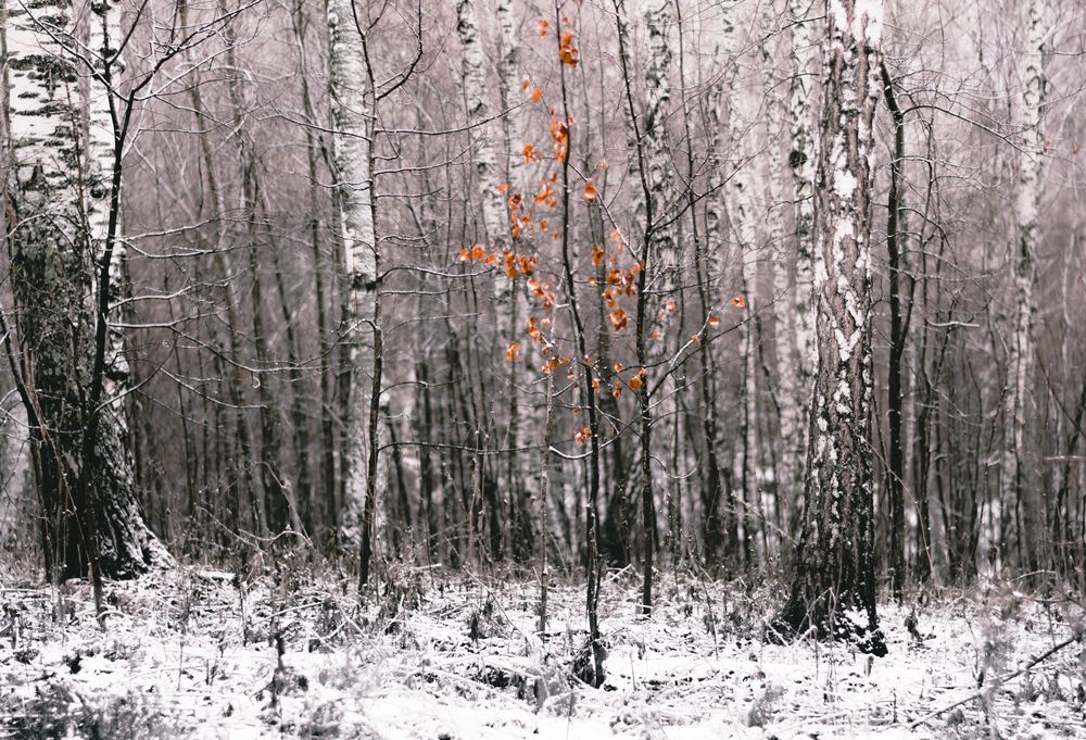 Фотография автора Maxim Bondar