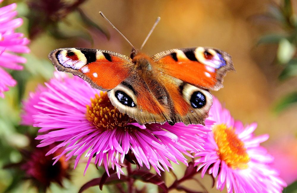 Photograph by Виталий Симоненков