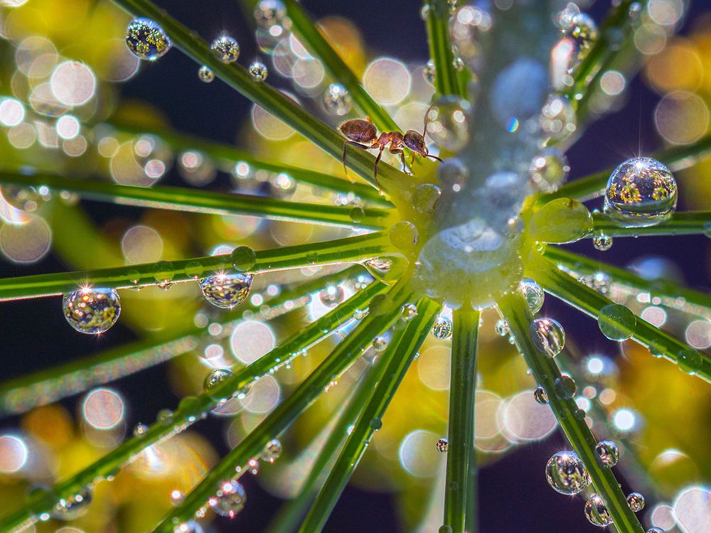 Photograph by Анатолий Плечистый