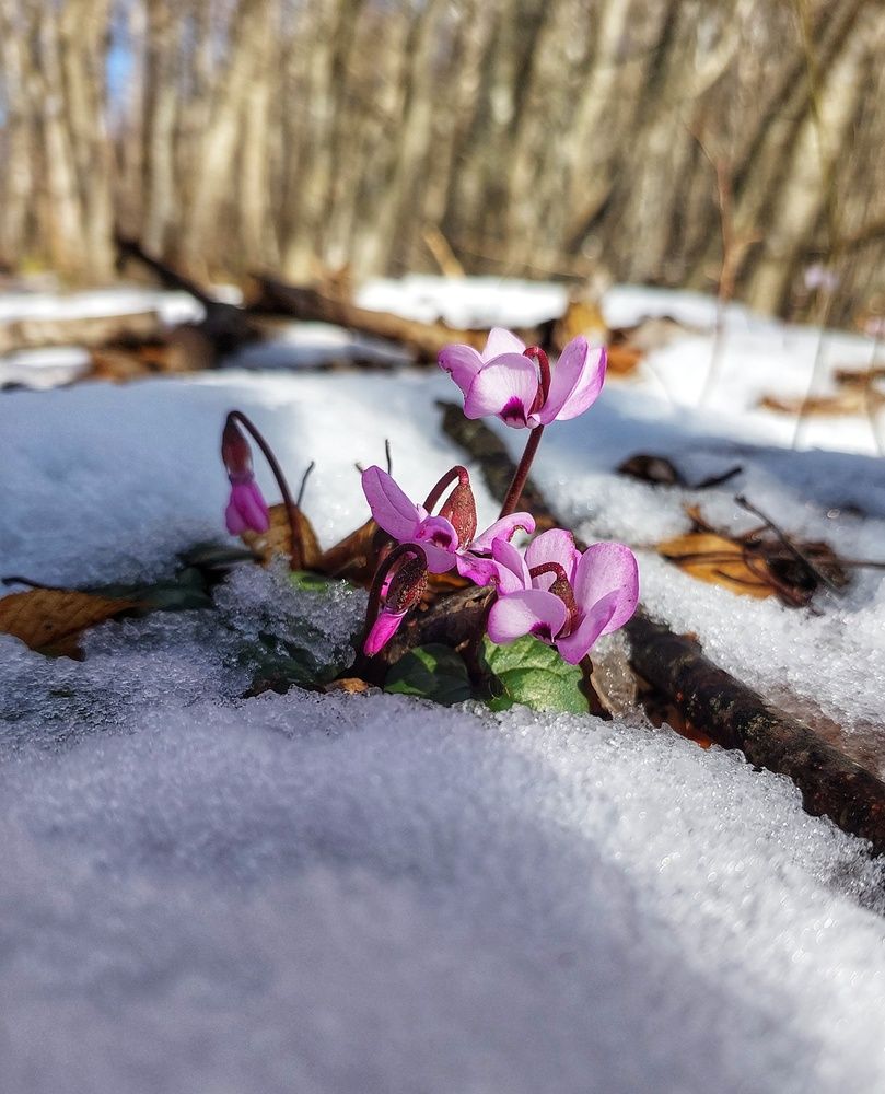 Photograph by Юлия Коробкова