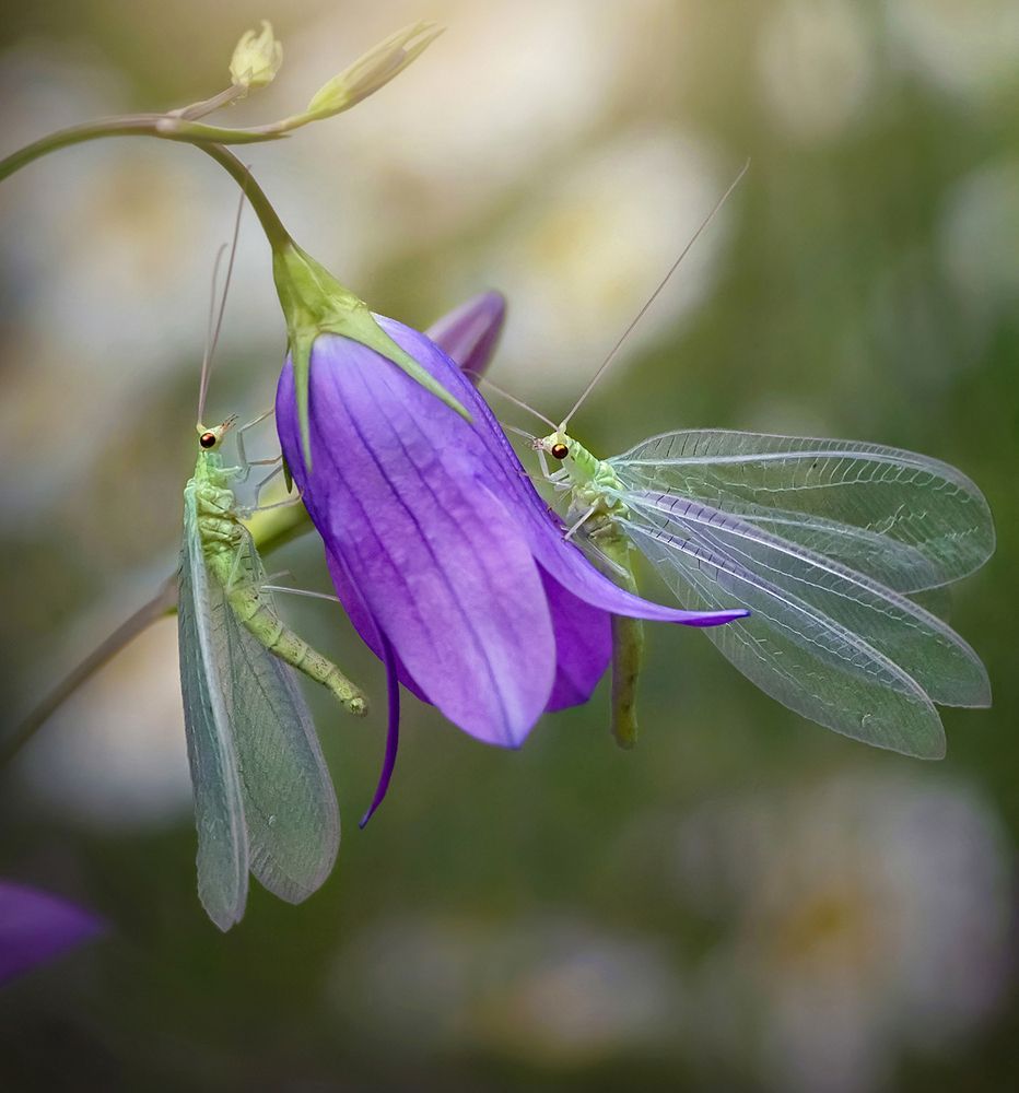 Лесные феи/Forest Fairies