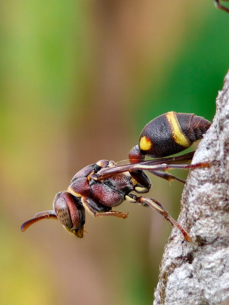 Photograph by NIKHIL RAMESH