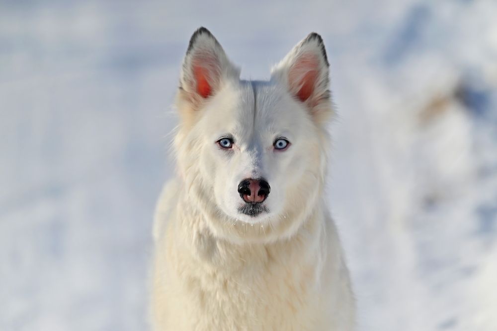 Photograph by Сергей Зубов