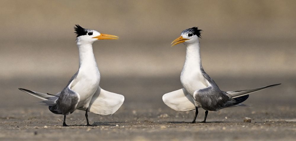 Photograph by Vishal Parmar