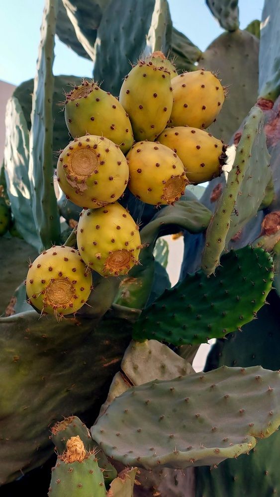 Cactus.  Malta
