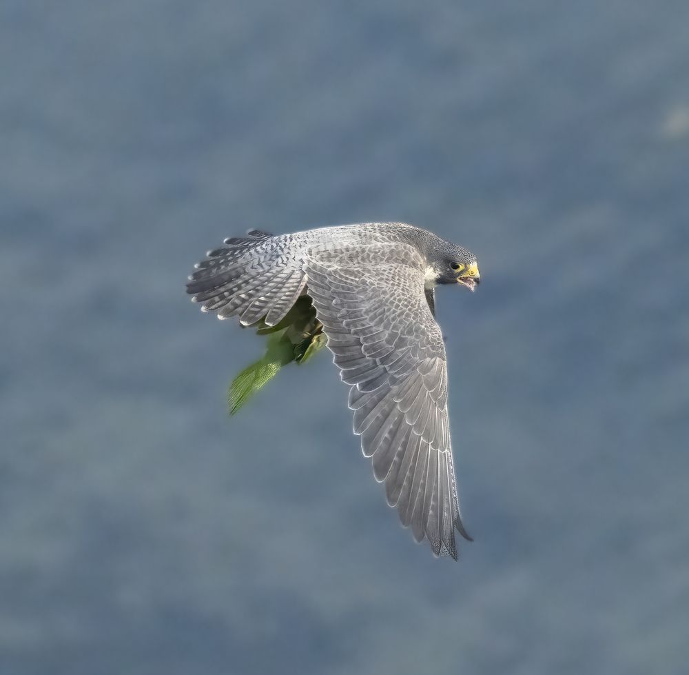 Photograph by Torres