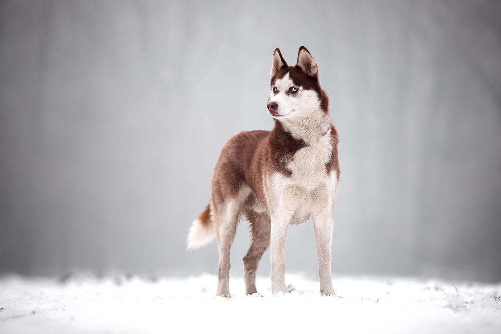 Photograph by Eva Bos