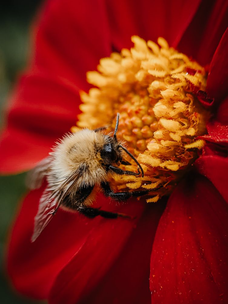 Фотография автора Мария Михайлова