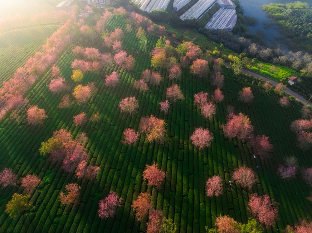 Photograph by Dinh Phong