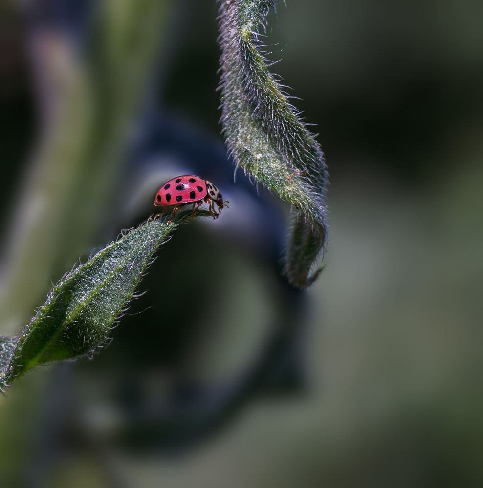 Photograph by Михаил Нижников