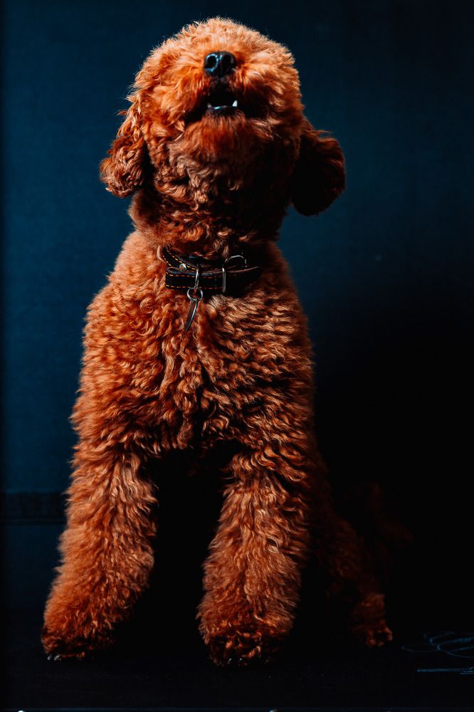 Photograph by Дмитрий Бровко