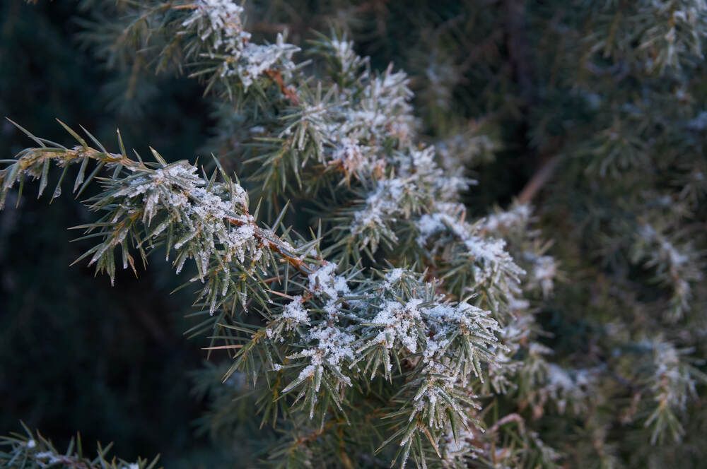 Фотография автора Dana Korolkova