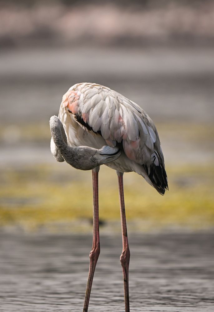 Photograph by Vikrant Khedekar