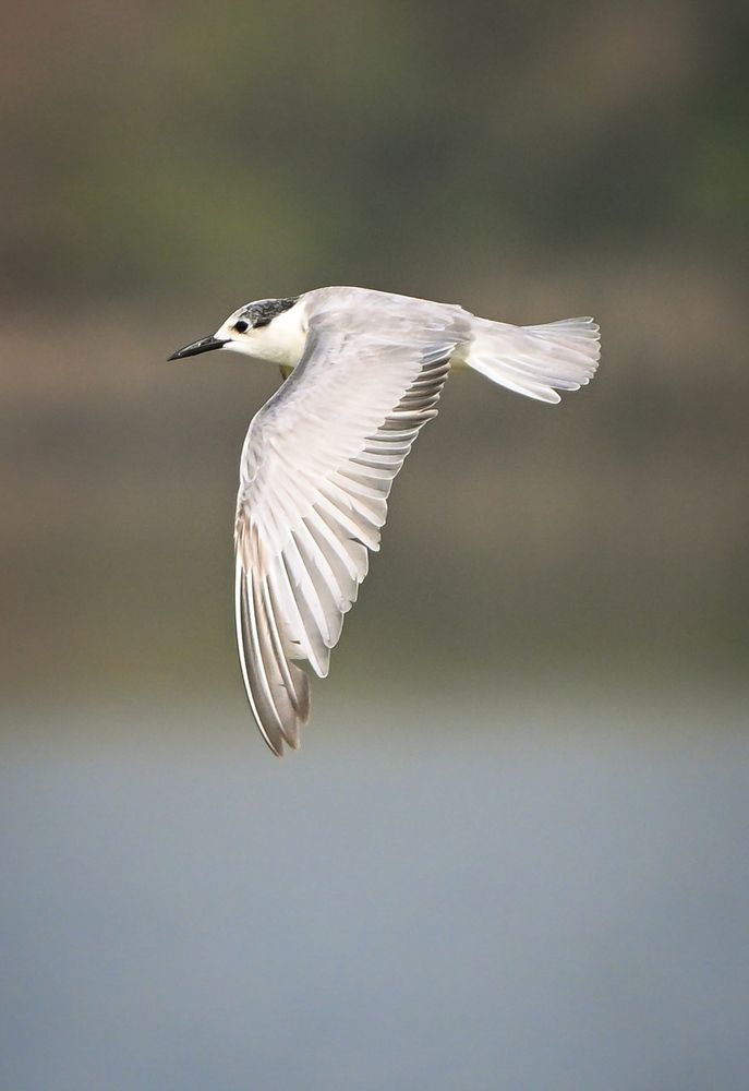 Photograph by Vikrant Khedekar