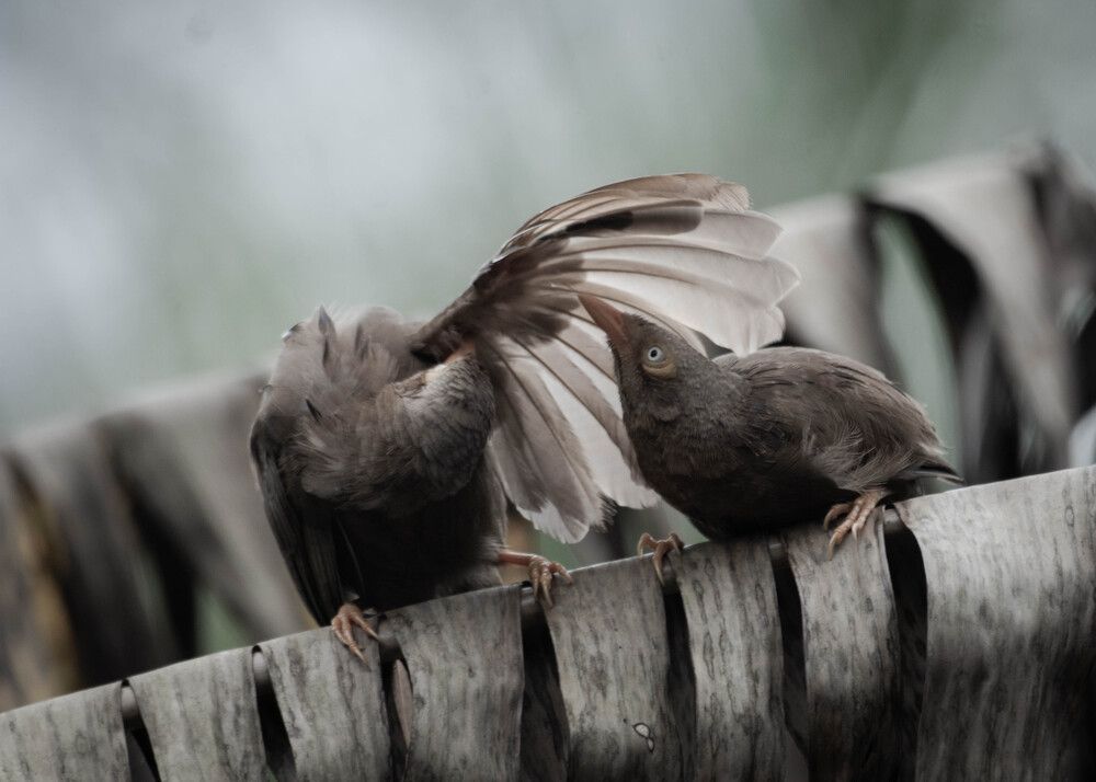 Фотография автора Anton Jeirin