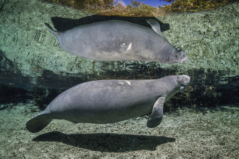 Through the Looking Glass