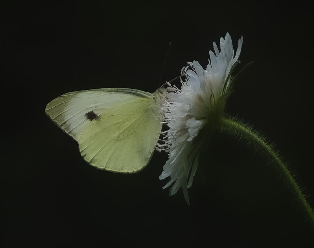 Бабочка и цветок