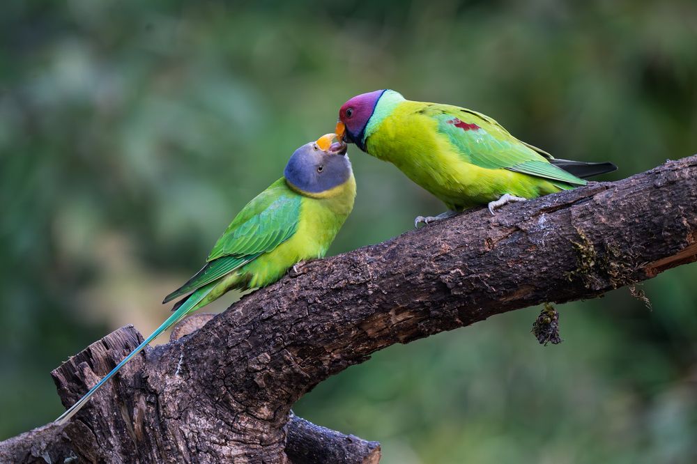 Photograph by Jayanta Kumar Sarkar