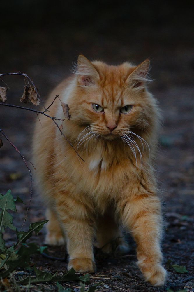Фотография автора Дмитрий Овчинников