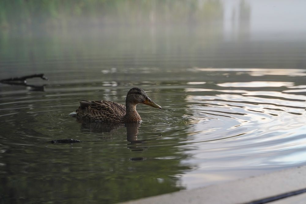 Photograph by Давыдова Гульгена
