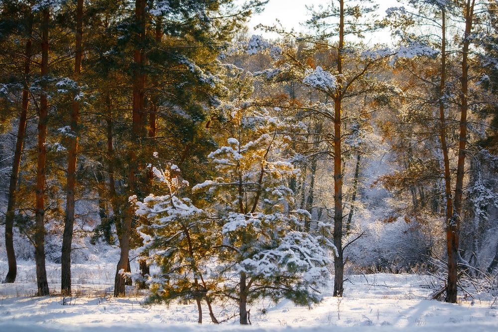 Photograph by Ткачёв Владимир