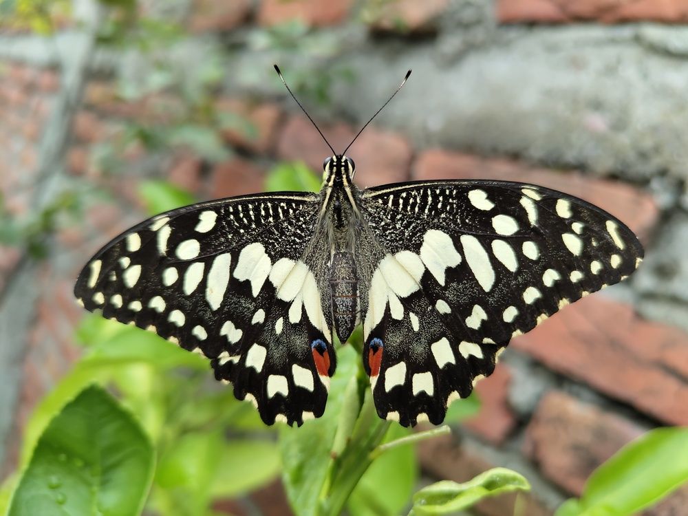 Photograph by Anil Yadav