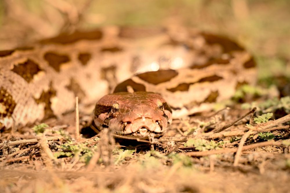 Photograph by Olga Ольга Joshi Джоши