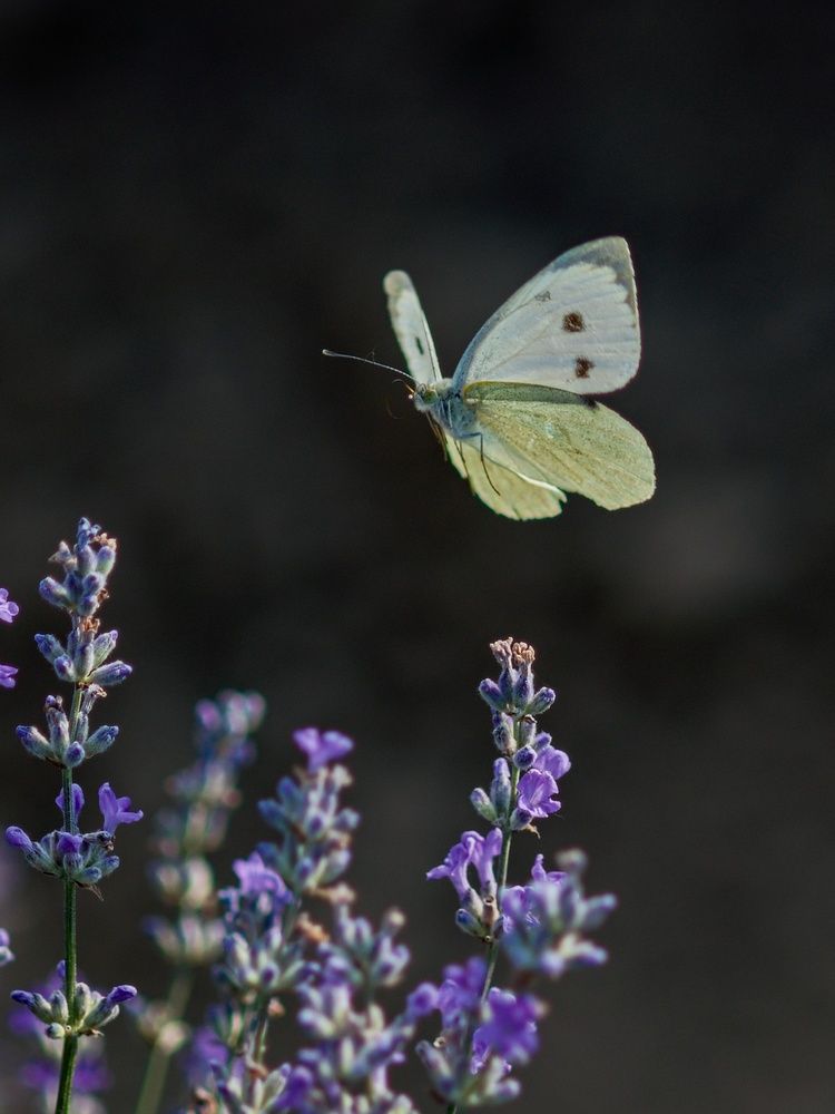 Photograph by Peter Pochyly